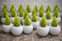 Fibre flower pots( round 33). We produce premium Durable fibreglass flower pots and planters for both indoor and outdoor space
