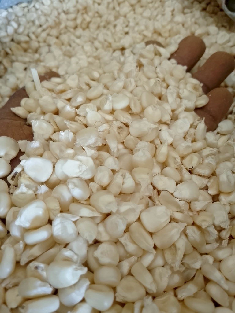 Maize (Ngumu)